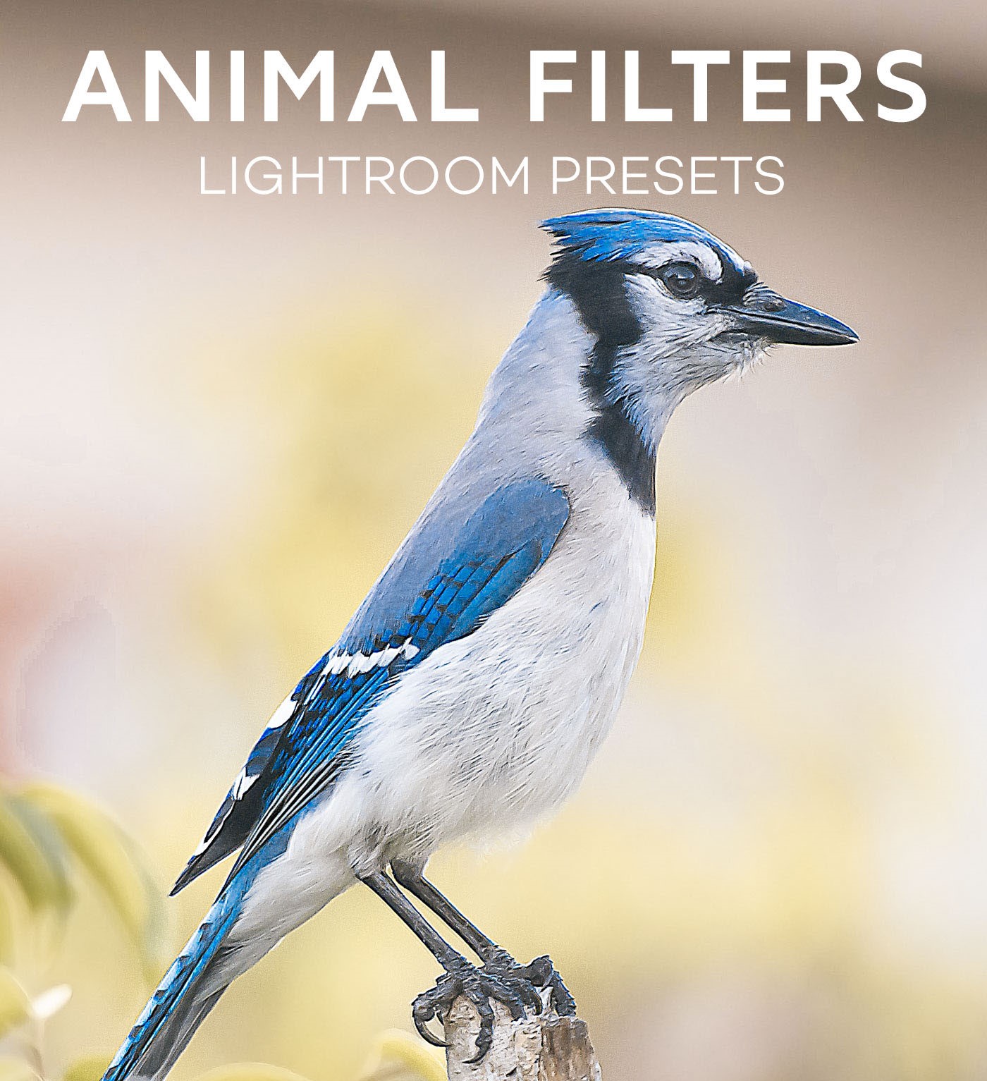 Best Free Lightroom Presets